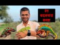रंग बदलणारा सरडा | chameleon information | Lizard | Geography |