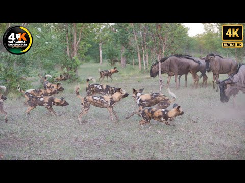 Wild Dogs - The Most Ruthless Predator In The Grasslands Of Africa | Wild Animal Documentary