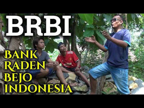 wagu-ndeso-brbi-bank-raden-bejo-indonesia