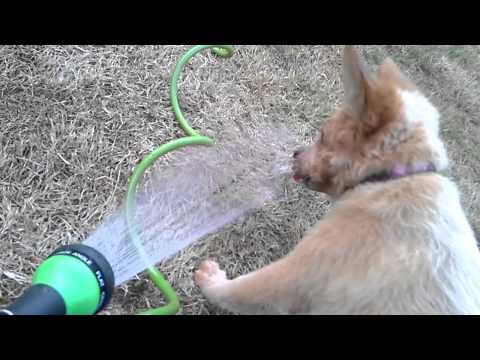 Red Heeler Puppy vs. Water