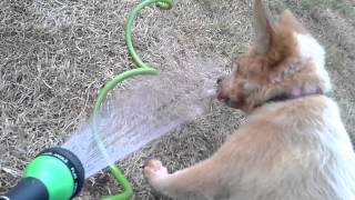 Red Heeler Puppy vs. Water