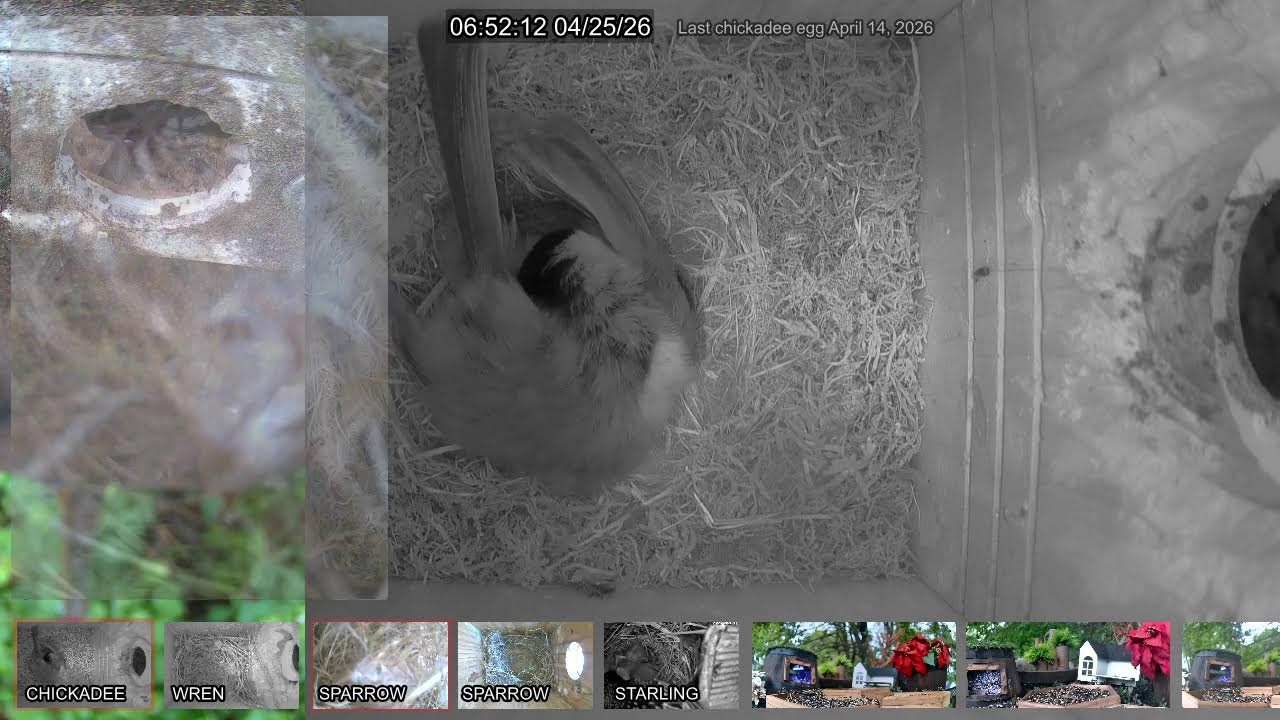 Chickadee nest live