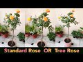 ROSE Plant Care Standard Rose Tree Rose