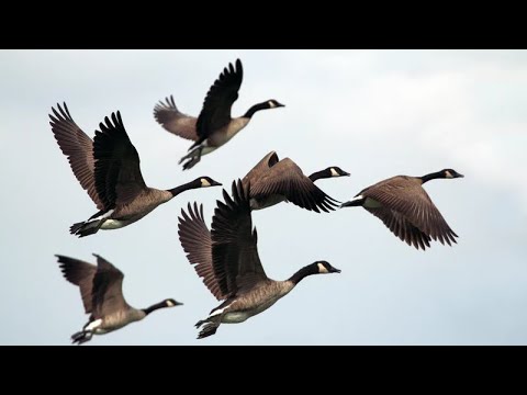 David si Robert Cazacu - Ca pasarile migratoare