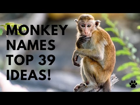 image-What are those pet monkeys called?