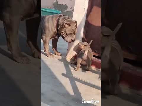 pitbull dog status short video #shortvideo #by #shrikant