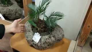 preview picture of video 'Amazing BONSAI (Dwarf Trees) & Flowers Arts! They are Put in LAVA Pots!'
