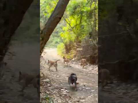 വീഡിയോ അവസാനം വരെ കാണുക! അമ്മുമ്മയുടെ ആ ചോദ്യം... 🤣 #shots