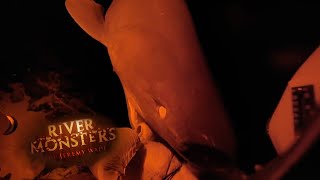 A Feasting 6-Gill Shark - River Monsters