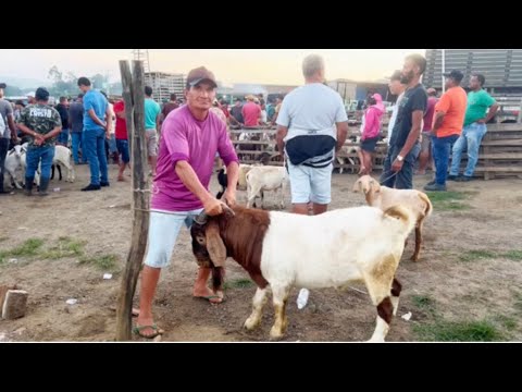 Feira de bode de João Alfredo Pernambuco 09/03/2026