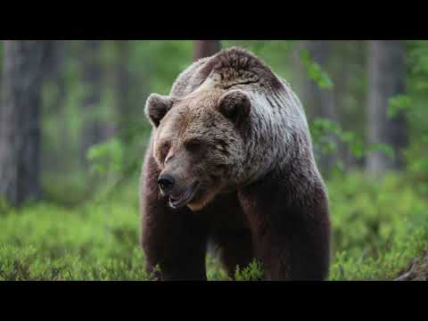 Brunbjörn (brown bear), Kuhmo skogsgömsle (forest hide), Finland, 12/6 -2023