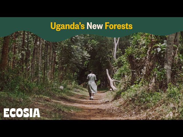 Videouttalande av Ouganda Franska