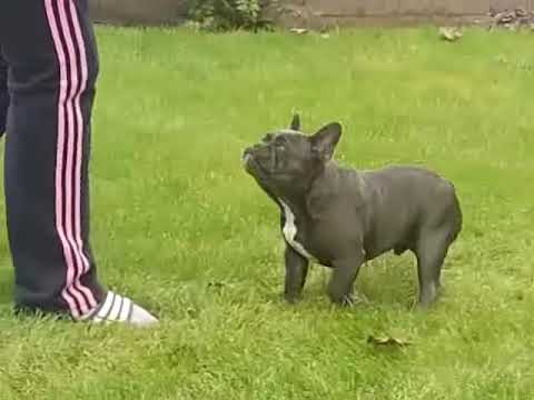 Beautiful Blue french bulldog puppy is getting trained from Baljit singh