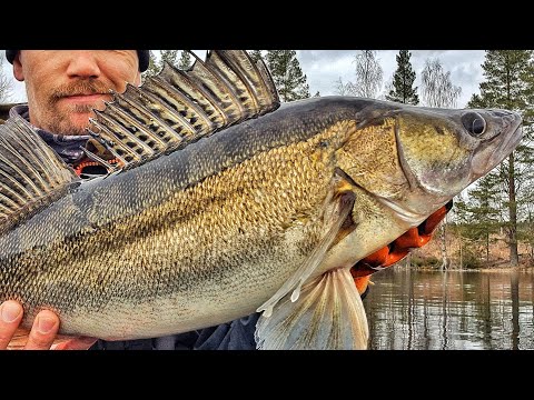 KUHAN KALASTUSTA SALMESSA | KEVÄT KALASTUS