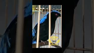 Download lagu burung cucak biru gacor mp3