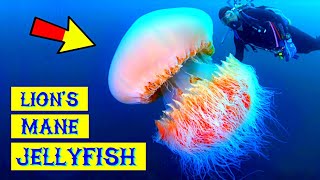 Lion Mane Jellyfish | Giant Jellyfish | Lion Jellyfish | Lion's Mane Jellyfish | Jellyfish