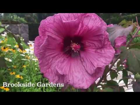 Hardy Hibiscus Plant Profile