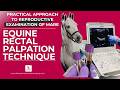 Equine Rectal Palpation Technique How To Evaluate The Mare Reproductively