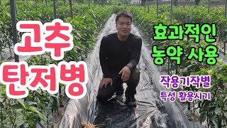 고추 탄저병 효과적인 농약사용체계ㅡ작용기작을 중심으로