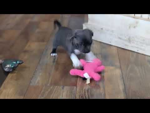 BLUE www.ozarkmtnpuppies.com