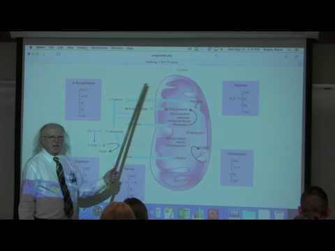 31. Ahern's BB 350 at Oregon State University - Fatty Acid Metabolism