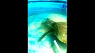 preview picture of video 'Kemps Ridley sea turtle (Lefty) after first filter replacement'
