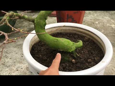 Chăm sóc cây mai vàng miền Bắc sau khi vặt lá