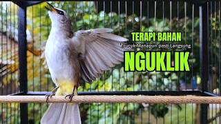 Download lagu Suara Burung TRUCUKAN gacor TARUNG ROPEL PANJANG pancingan trucukan agar JADI trucuk gacor EMOSI mp3 Download lagu Suara Burung TRUCUKAN gacor TARUNG ROPEL PANJANG pancingan trucukan agar JADI trucuk gacor EMOSI mp3