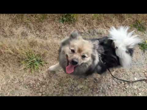 Jack & Nick's Dog Walking & Pet Care video.