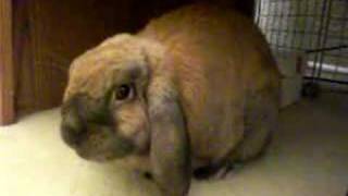 Medusa the rabbit, Thumping