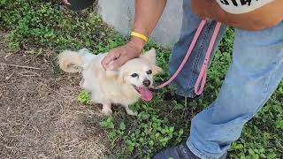 Video preview image #1 Papillon-Unknown Mix Puppy For Sale in Bandera, TX, USA