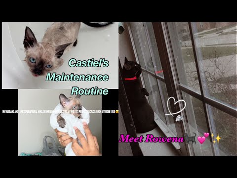Bathe Castiel with me | Cleaning his cage | Meet my adopted cat Rowena |
