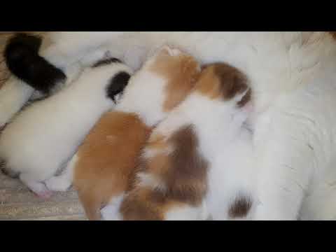 Schnurr- und Schnarch - Konzert