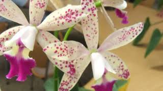 花、EKH花のスライドショー､ラン科③カトレア20180417