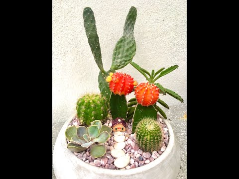This is how we pack, secure shipping for Mini Cactus Succulent Garden fragile cement pot gift box