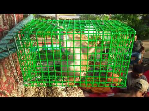 Sri Lanka,ශ්‍රී ලංකා,Ceylon,Squirrel captured in rat trap