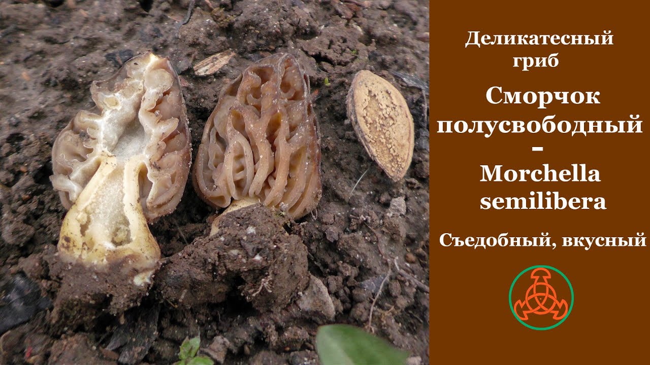 Деликатесный Сморчок полусвободный - Morchella semilibera. Вкусный и ароматный.