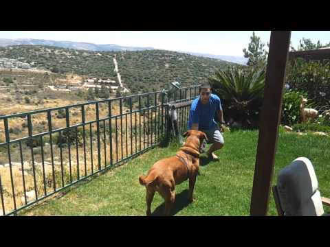 Our Beautiful Dog Loves To Play (HD)