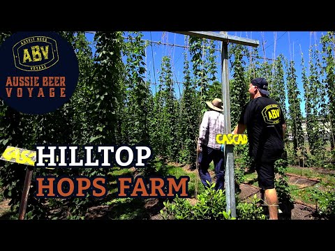 How to grow & when to pick hops!