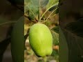 Apple Farming L Modern Agriculture Apple Farming L Israel Technique Apple Farming L