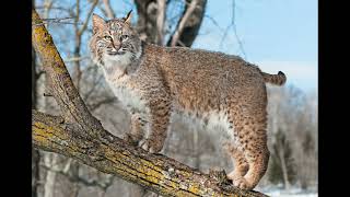 bobcat sounds