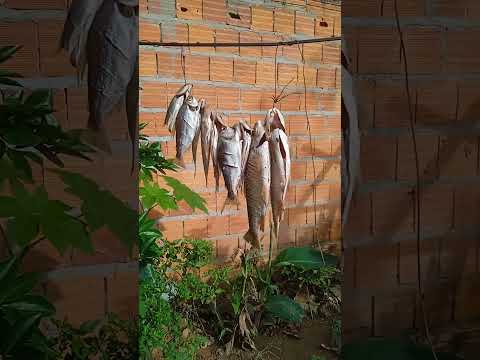 um lindo dia em casa♥️Santa Filomena Piauí