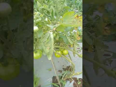 Panen Tomat Servo Melimpah Hasil Fantastis Petani Lokal