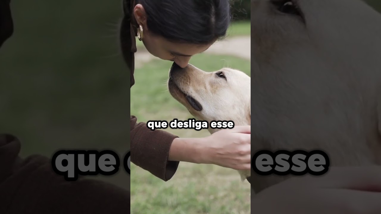 Vídeo: Protocolo Cão Calmo