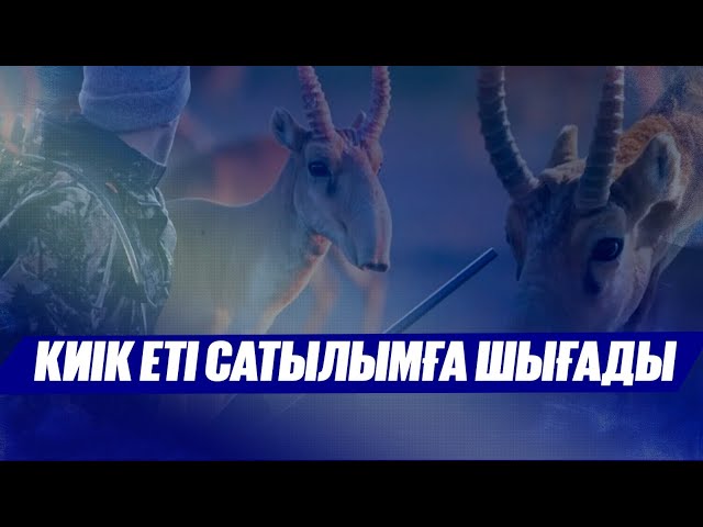 Киік еті сатылымға шығады
