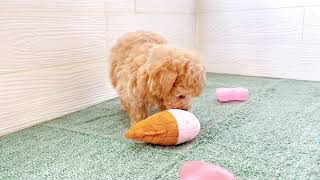 ハーフ犬の動画01