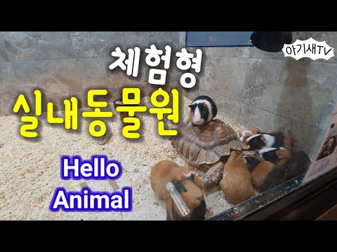 [아이랑갈만한곳] 실내동물원 | 동물들이랑 교감하러 고고!!