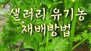 #샐러리 유기농 재배방법 #샐러리 의효능