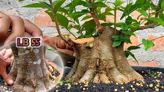 Download lagu KALAU SUBUR SEPERTI INI SEMUA PASTI SUKA☺️‼️BAHAN PROGRAM BONSAI ANTING PUTRI  mp3 Download lagu KALAU SUBUR SEPERTI INI SEMUA PASTI SUKA☺️‼️BAHAN PROGRAM BONSAI ANTING PUTRI  mp3