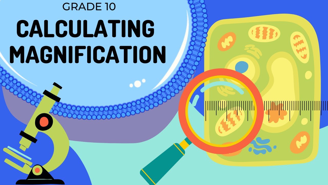 Magnification | How to calculate magnification and actual size